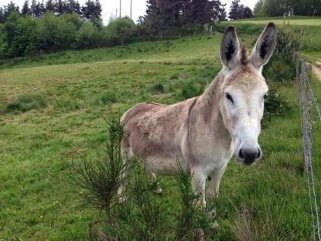 J'ai rencontré des ânes aujourd'hui J'ai rencontré des ânes aujourd'hui
