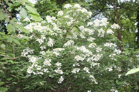 1 hydrangea bretschn 28 mai 2014 001.jpg