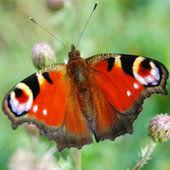 La disparition du papillon, reflet de la dégradation des écosystèmes