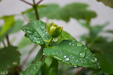 Nature en gouttes de pluie...