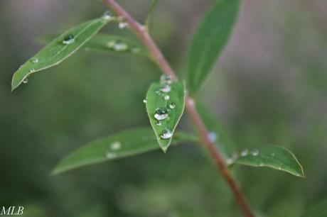 Nature en gouttes de pluie...
