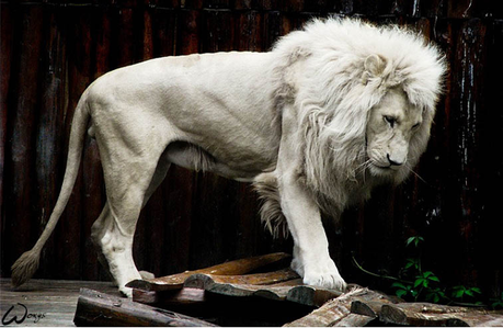 lion2-mogwaii-animaux-albinos-blanc-animals (6)
