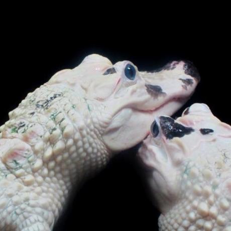 crocodiles-mogwaii-animaux-albinos-blanc-animals (8)