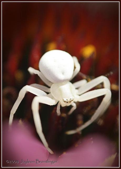 spider-mogwaii-animaux-albinos-blanc-animals (16)