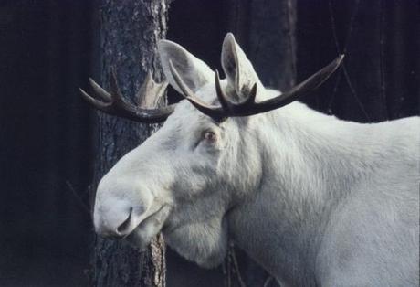 caribou-mogwaii-animaux-albinos-blanc-animals (10)