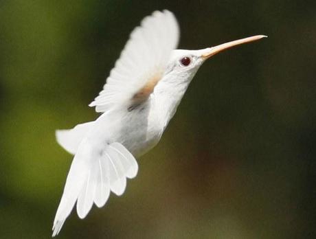 colibri-mogwaii-animaux-albinos-blanc-animals (54)