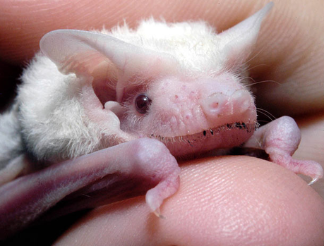 chauve-sourie-mogwaii-animaux-albinos-blanc-animals (1)