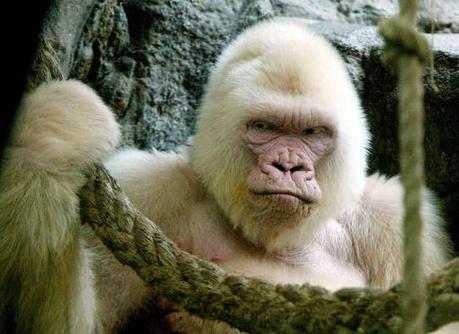gorille-mogwaii-animaux-albinos-blanc-animals (57)