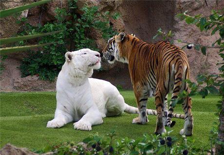 tigre-mogwaii-animaux-albinos-blanc-animals (3)