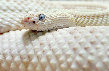 serpent-mogwaii-animaux-albinos-blanc-animals (8)