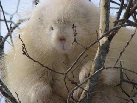 mogwaii-animaux-albinos-blanc-animals (15)