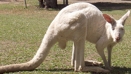 kangourou-mogwaii-animaux-albinos-blanc-animals (13)