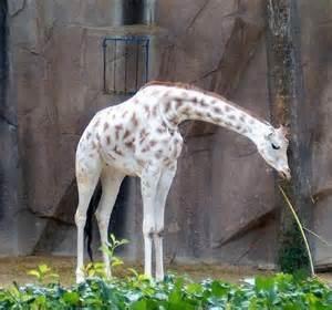 girafe-mogwaii-animaux-albinos-blanc-animals (23)
