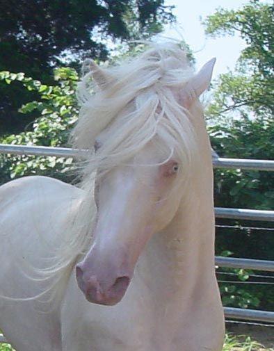 cheval-mogwaii-animaux-albinos-blanc-animals (13)