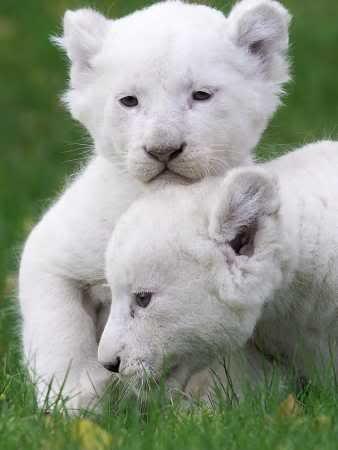 lionceaux-mogwaii-animaux-albinos-blanc-animals (44)