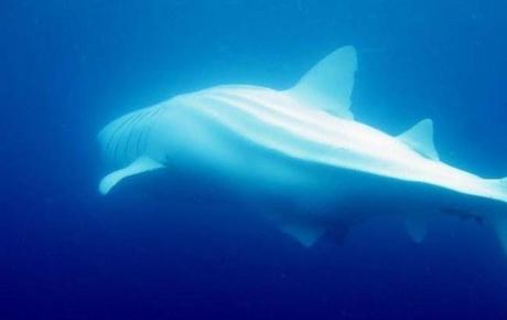 requin-baleine-mogwaii-animaux-albinos-blanc-animals (36)