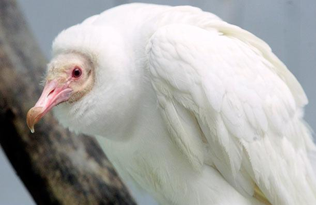 vautour-mogwaii-animaux-albinos-blanc-animals (10)
