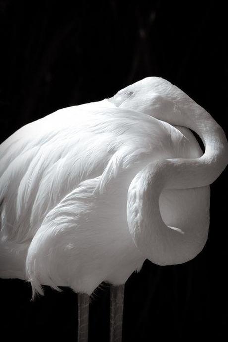 flaman-rose-mogwaii-animaux-albinos-blanc-animals (12)