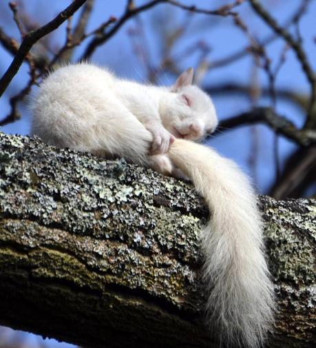 ecureuil-mogwaii-animaux-albinos-blanc-animals (27)