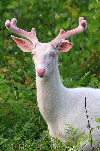 cerf-mogwaii-animaux-albinos-blanc-animals (17)