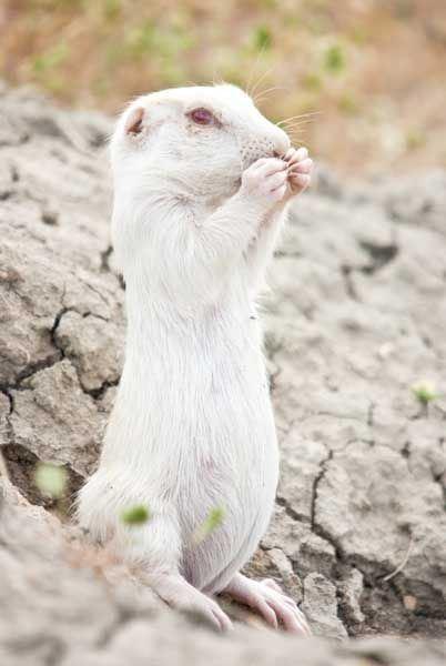 suricate-mogwaii-animaux-albinos-blanc-animals (21)