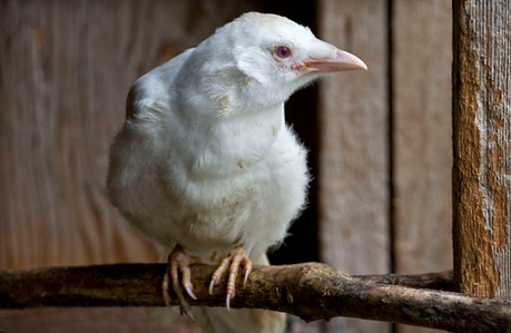 corbeau-mogwaii-animaux-albinos-blanc-animals (2)