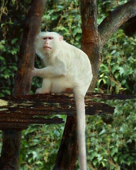 singe-mogwaii-animaux-albinos-blanc-animals (22)