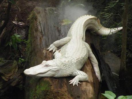 crocodile-mogwaii-animaux-albinos-blanc-animals (2)