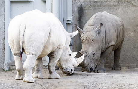 rhinoceros-mogwaii-animaux-albinos-blanc-animals (9)