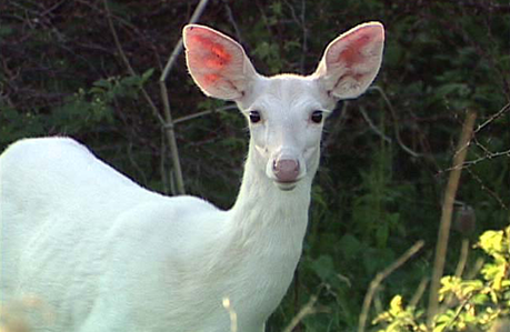 biche-mogwaii-animaux-albinos-blanc-animals (3)