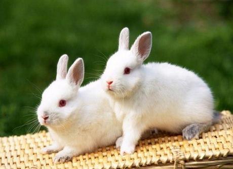 lapin-mogwaii-animaux-albinos-blanc-animals (49)