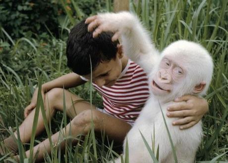 singe-mogwaii-animaux-albinos-blanc-animals (45)
