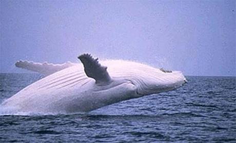 baleine-mogwaii-animaux-albinos-blanc-animals (35)