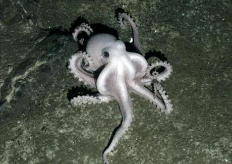 pieuvre-mogwaii-animaux-albinos-blanc-animals (4)