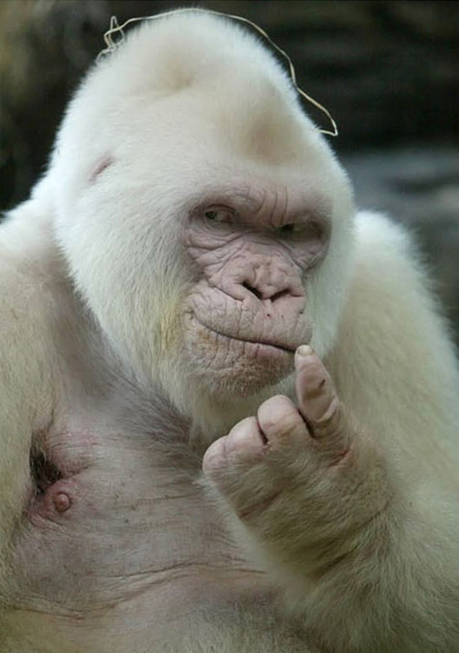 gorille-mogwaii-animaux-albinos-blanc-animals (4)