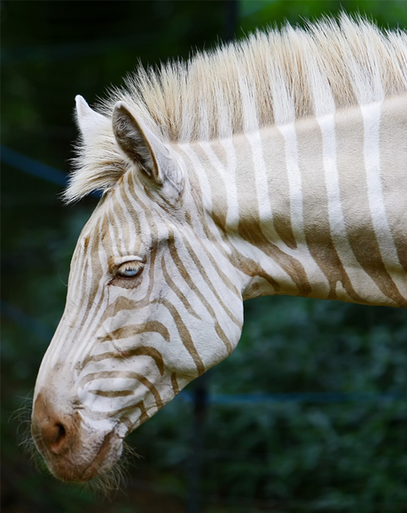 zebre-mogwaii-animaux-albinos-blanc-animals (12)