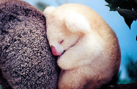 koala-mogwaii-animaux-albinos-blanc-animals (5)