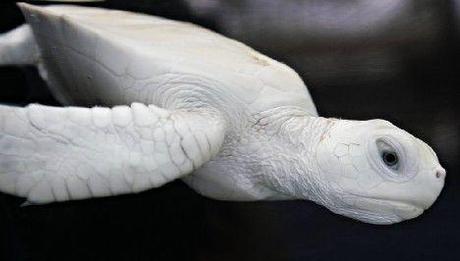 tortue-mogwaii-animaux-albinos-blanc-animals (42)