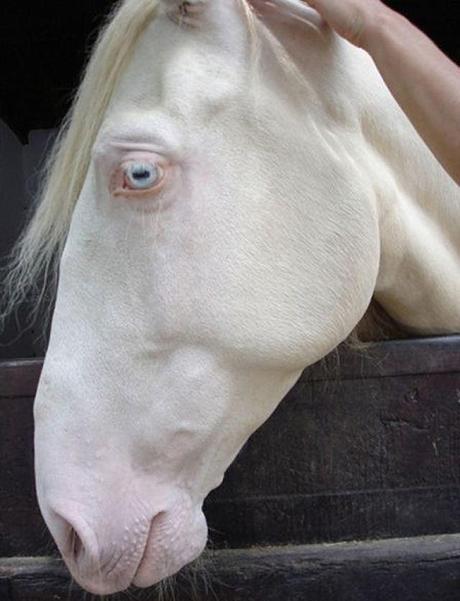 cheval-mogwaii-animaux-albinos-blanc-animals (51)