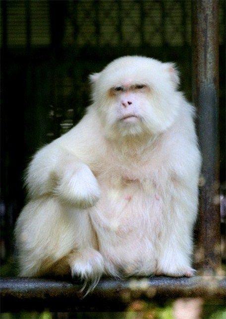 singe-mogwaii-animaux-albinos-blanc-animals (26)