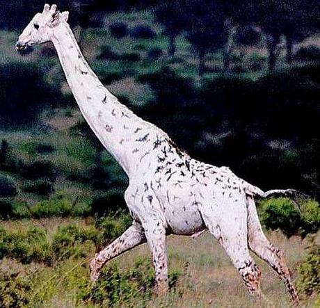 girafe-mogwaii-animaux-albinos-blanc-animals (43)
