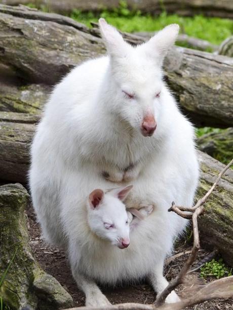 walibi-mogwaii-animaux-albinos-blanc-animals (31)