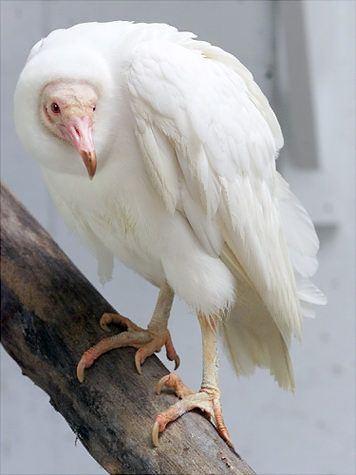 vautour-mogwaii-animaux-albinos-blanc-animals (11)