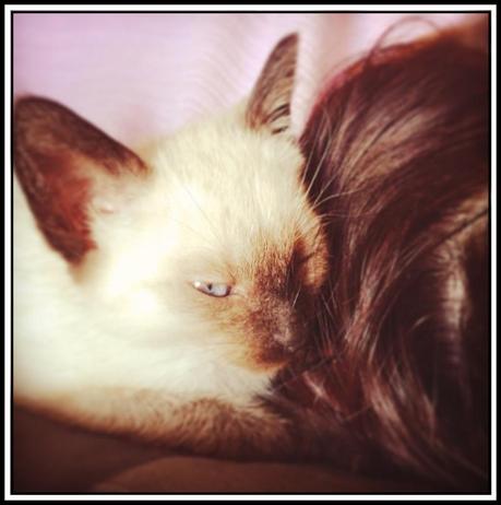 Un chaton nommé Tom Tom, nom.jpg