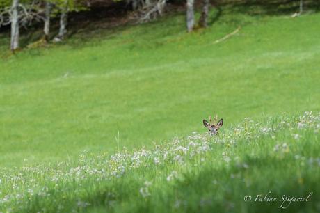 Brocard dans un champ fleuri… Brocard dans un champ fleuri…