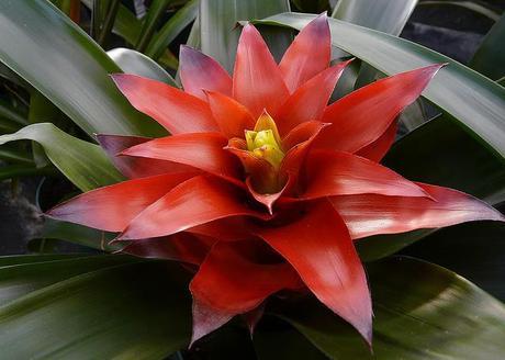 pot-fleurs-bromeliacees