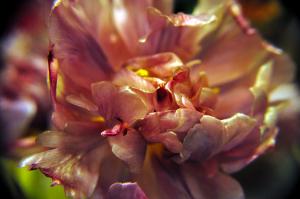 Macro Tulipe Sèche