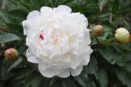 Petits problèmes techniques.... Petits problèmes techniques....