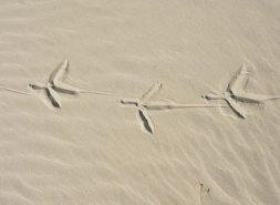 Billet de Maestitia, par Myriam Ould-Hamouda… Traces-de-pas-sur-le-sable-Flickr-Gravitywave