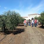 Production d'olives